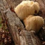 Hericium-erinaceus-5