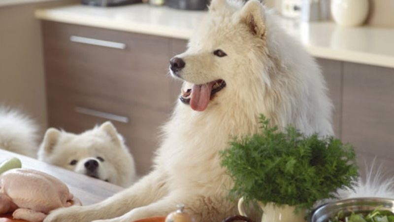 Vyberte si zdravé krmivo pre psov pre správnu výživu psov 