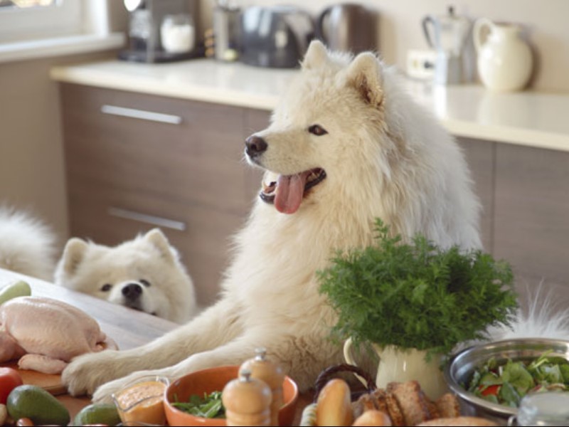 Vyberte si zdravé krmivo pre psov pre správnu výživu psov 